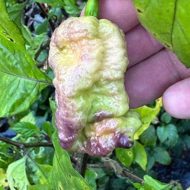 Reaper Sbagliato Purple Peach - Seeds - The Pepper Pantry (Formerly Marie Sharp's)